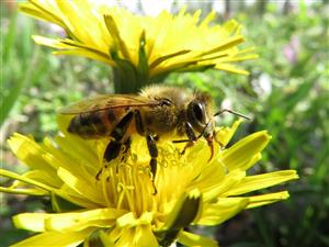 bee kind 